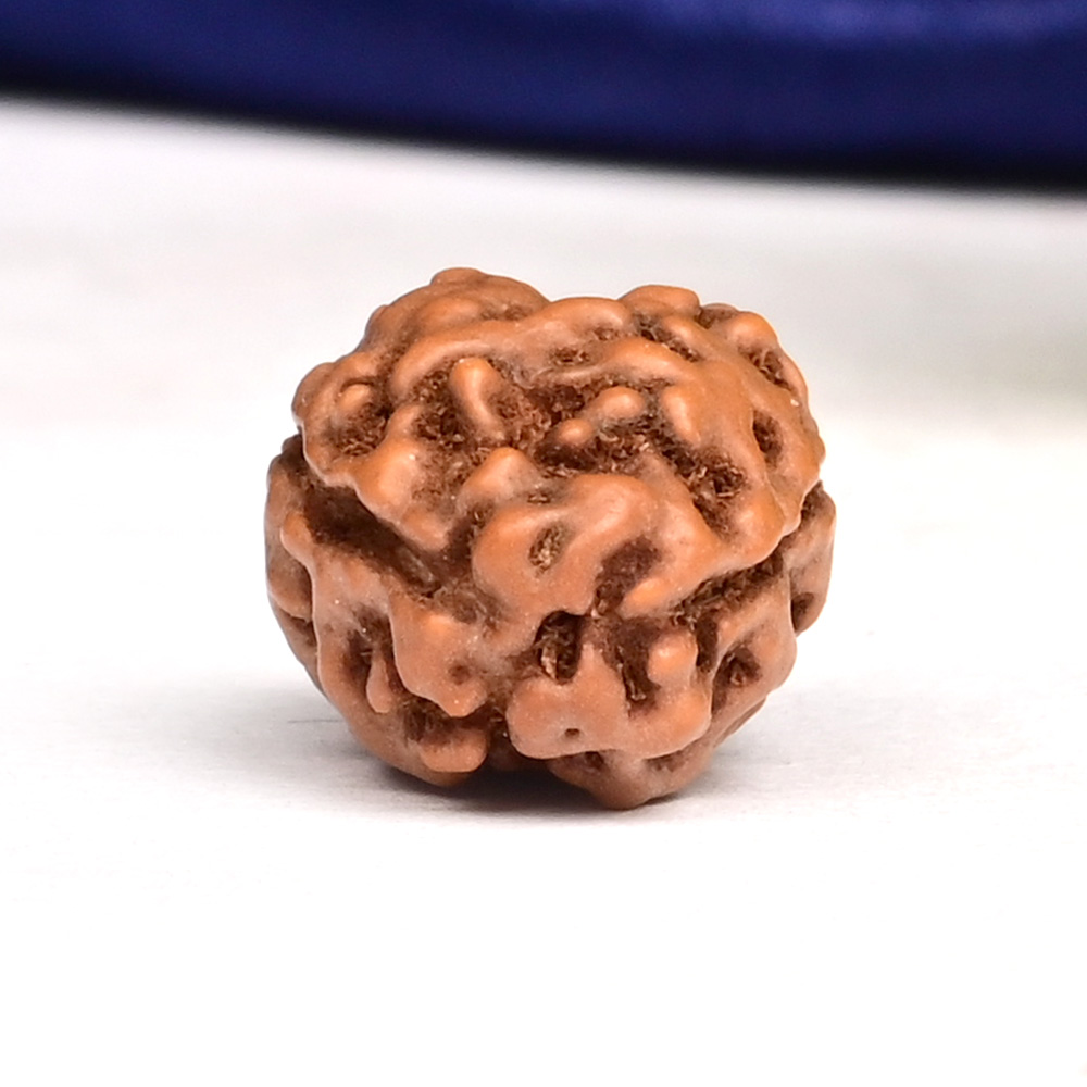 Collector 2 Mukhi from Java Indonesia - CLXV