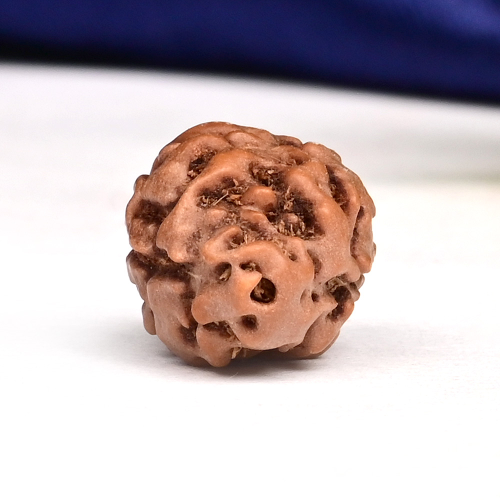 Collector 2 Mukhi from Java Indonesia - CLXVII