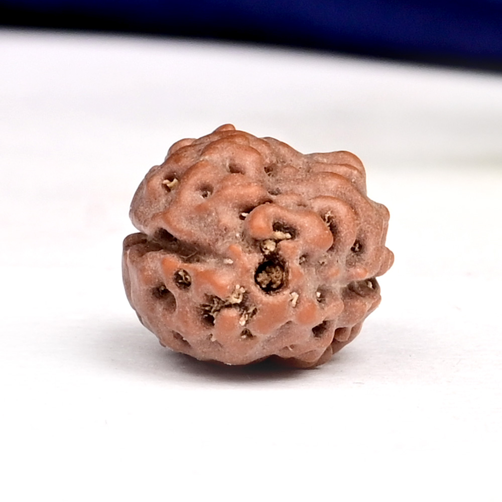 Collector 2 Mukhi from Java Indonesia - CLXVIII