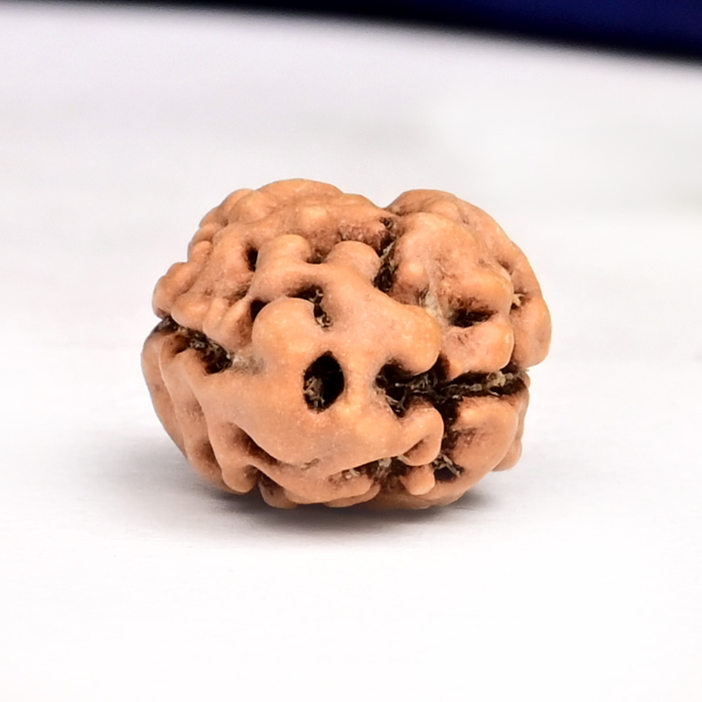 Collector 2 Mukhi from Java Indonesia - CLXIX