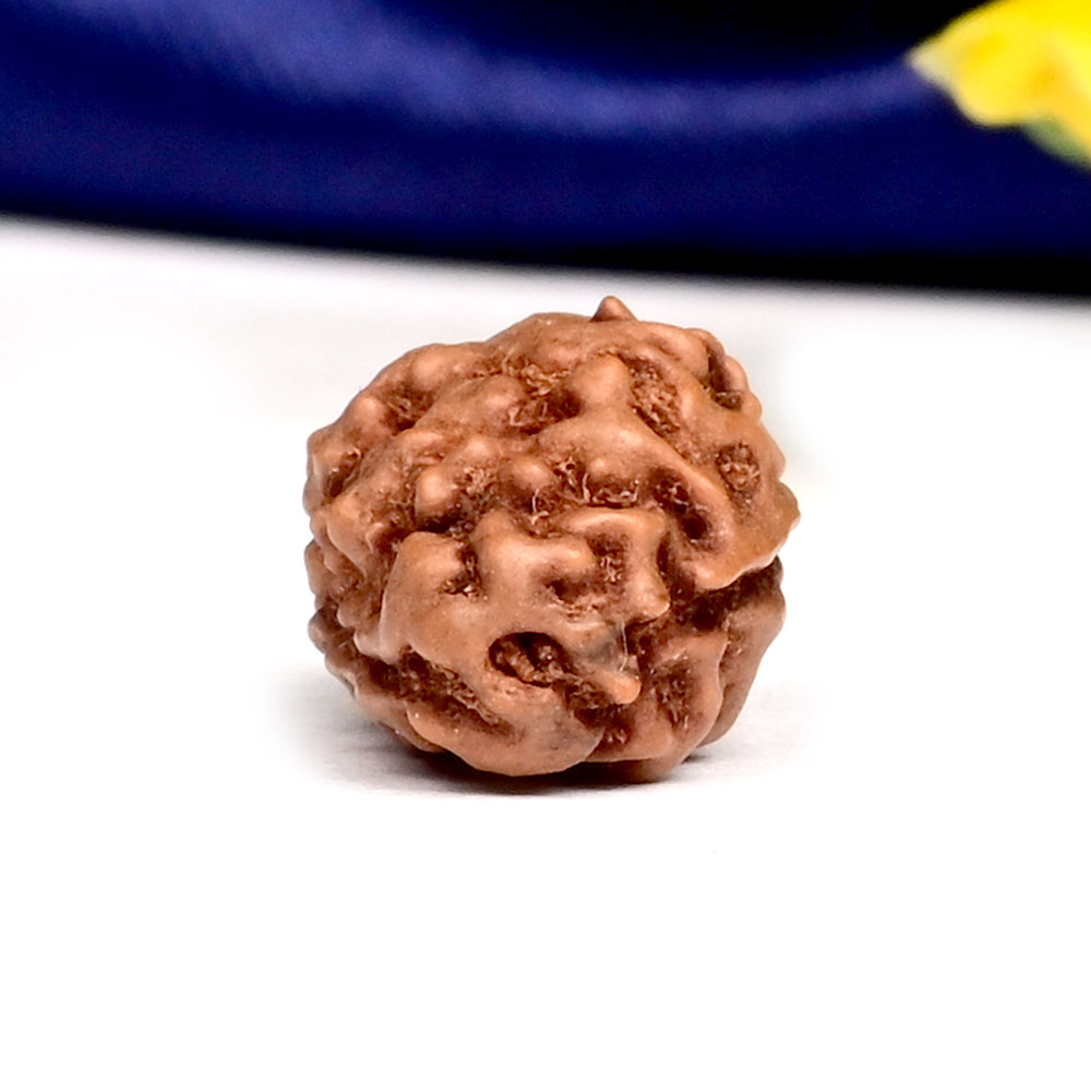 Collector 2 Mukhi from Java Indonesia - CLXX