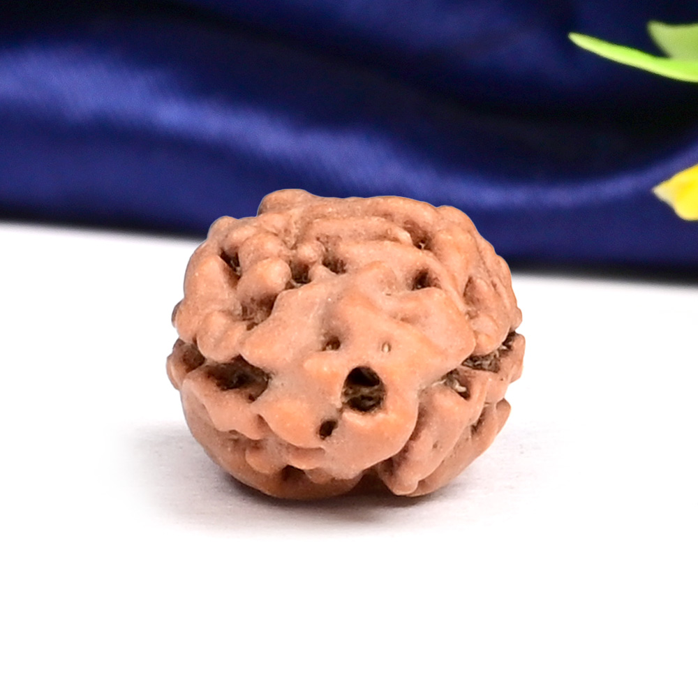 Collector 2 Mukhi from Java Indonesia - CXCV