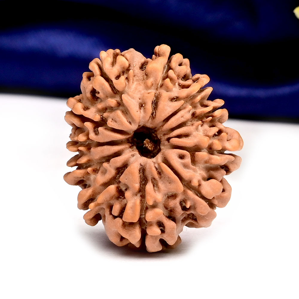 11 Mukhi from Nepal Small - CCLIII