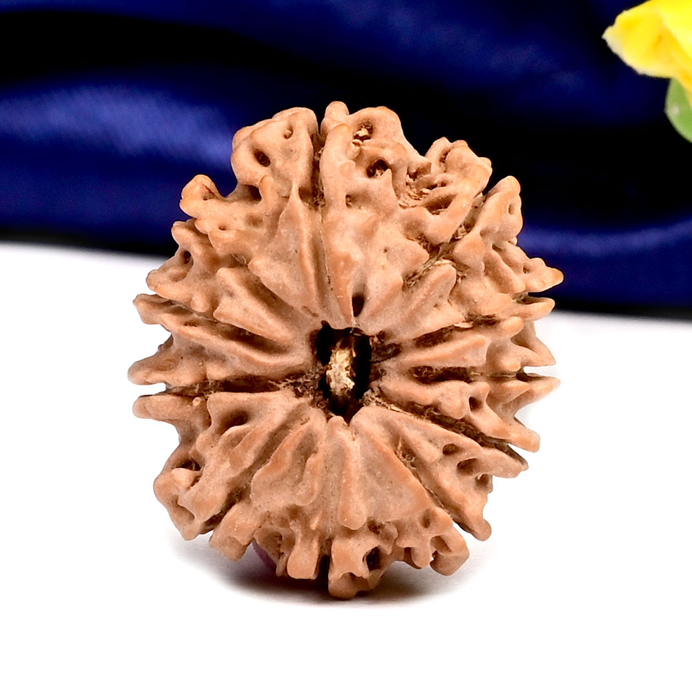 11 Mukhi from Nepal Small - CCLVI