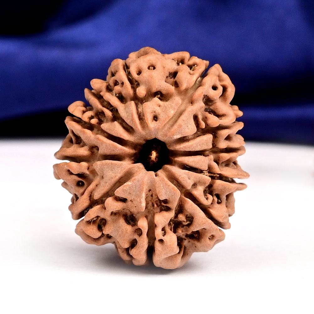 11 Mukhi from Nepal - CCCXVII