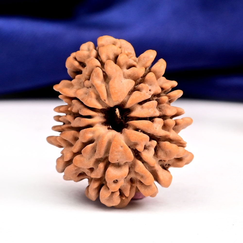 11 Mukhi from Nepal - CCCXVIII