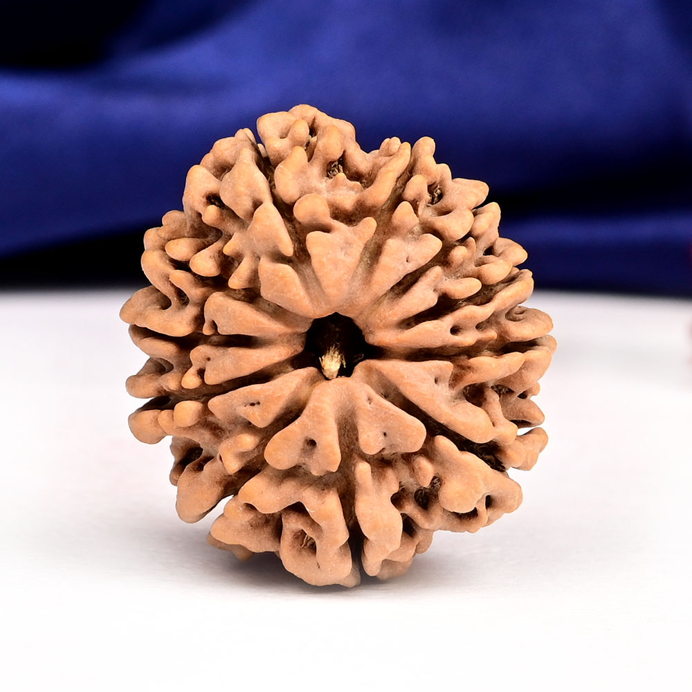 11 Mukhi from Nepal - CCCXIX