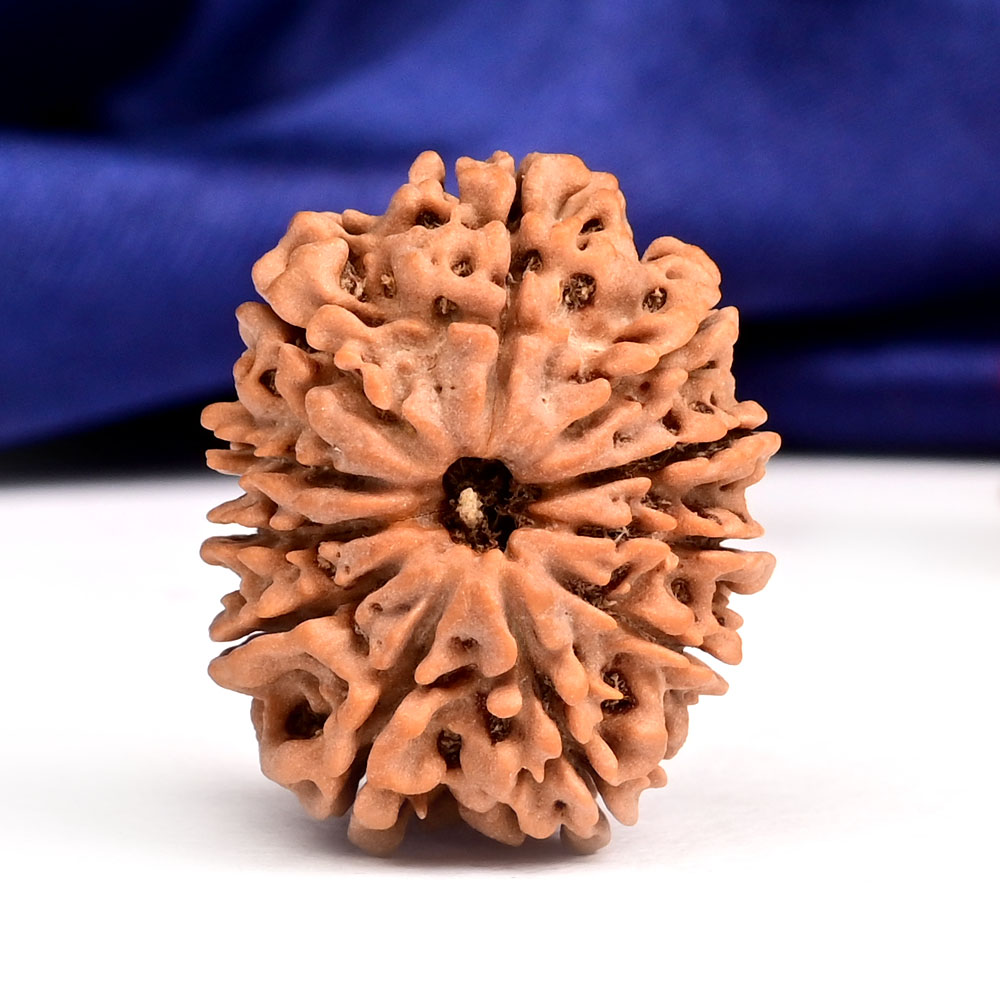 11 Mukhi from Nepal - CCCXX