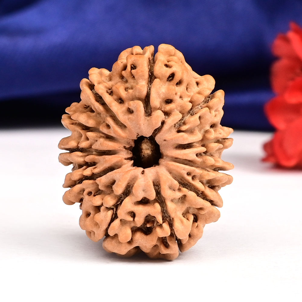 11 Mukhi from Nepal - CCCXXI