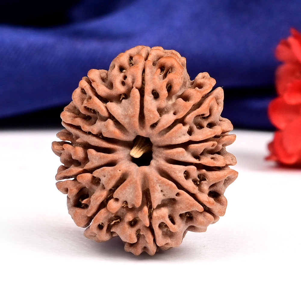 11 Mukhi from Nepal - CCCXXII