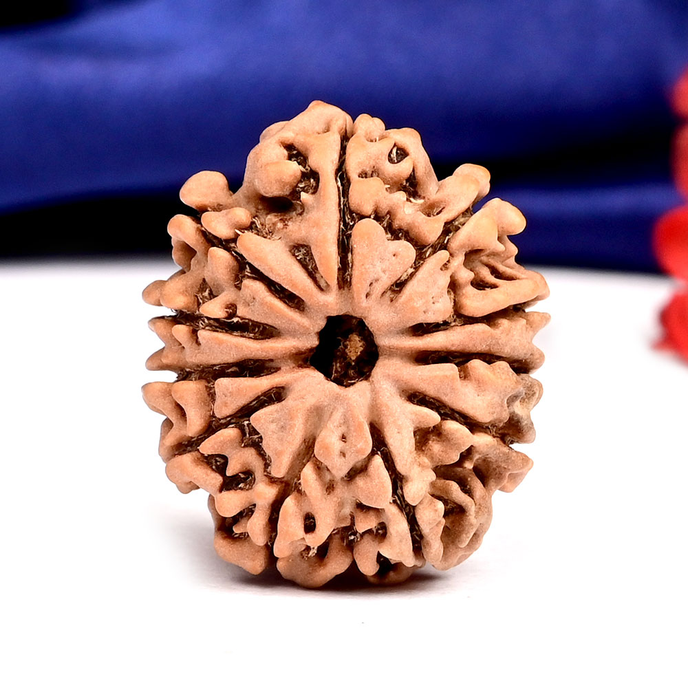 11 Mukhi from Nepal - CCCXXIII