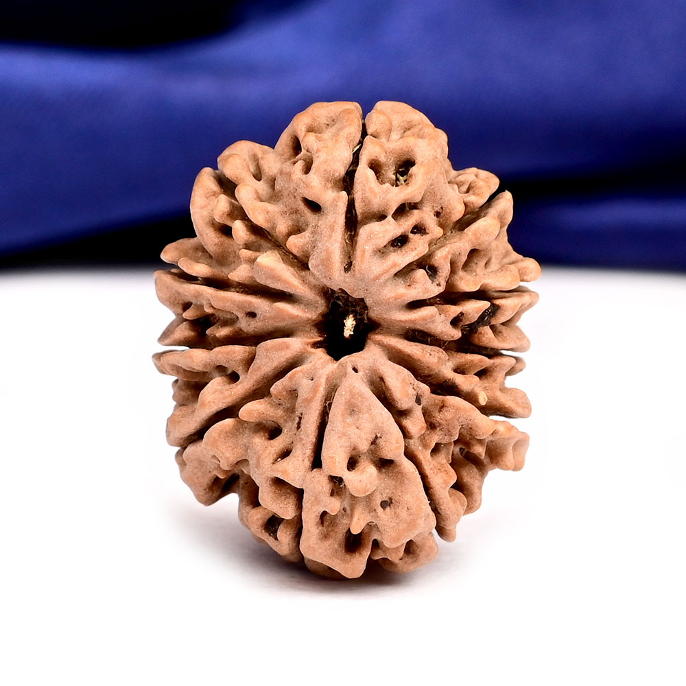 11 Mukhi from Nepal - CCCXXIV