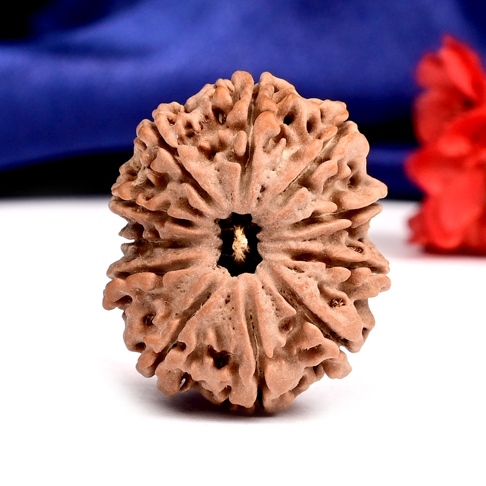 11 Mukhi from Nepal - CCCXXV