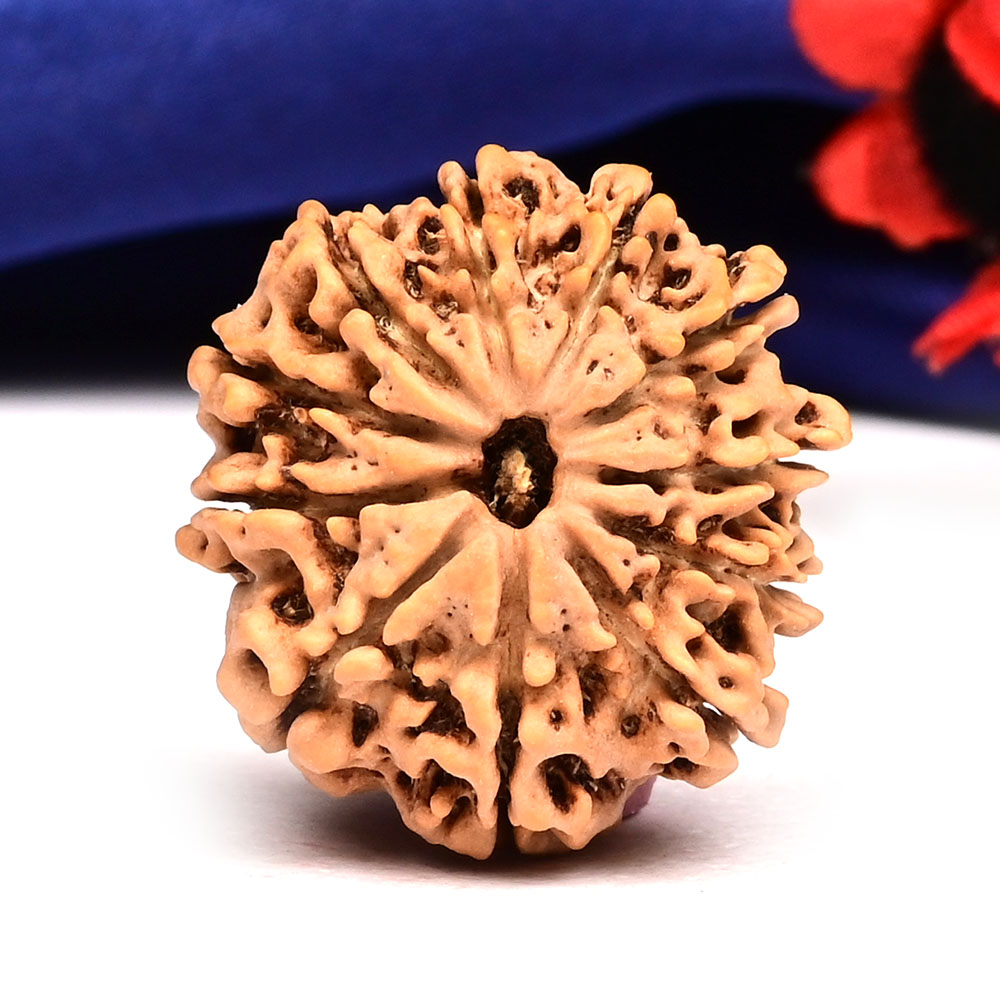 11 Mukhi from Nepal - CCCXXVI