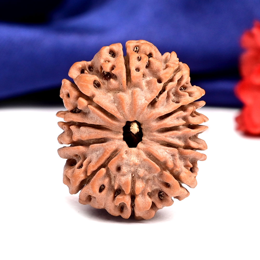 11 Mukhi from Nepal - CCCXXVII