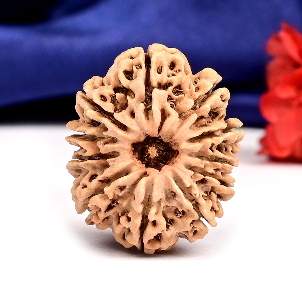 11 Mukhi from Nepal - CCCXXVIII