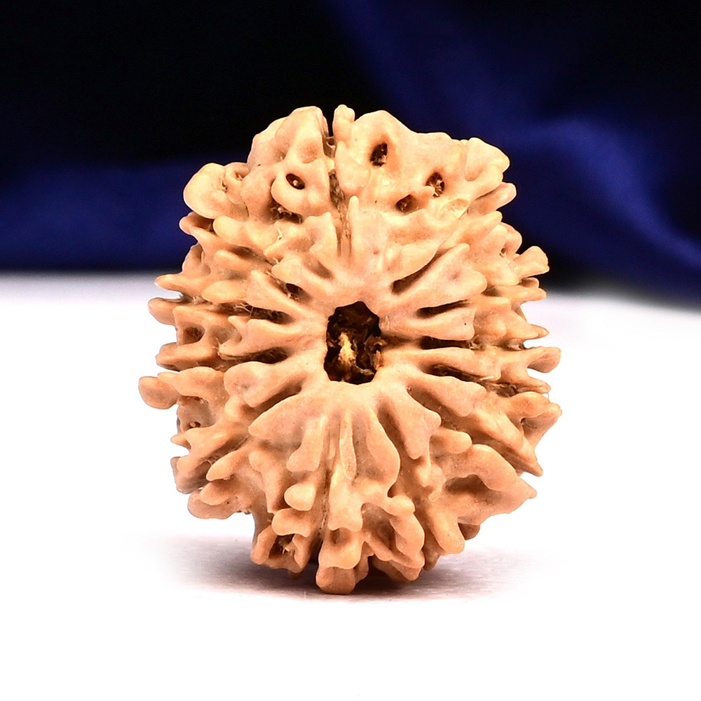 11 Mukhi from Nepal - CCCXXVIII