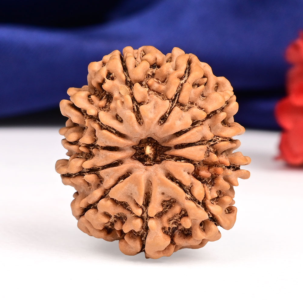 11 Mukhi from Nepal - CCCXXX