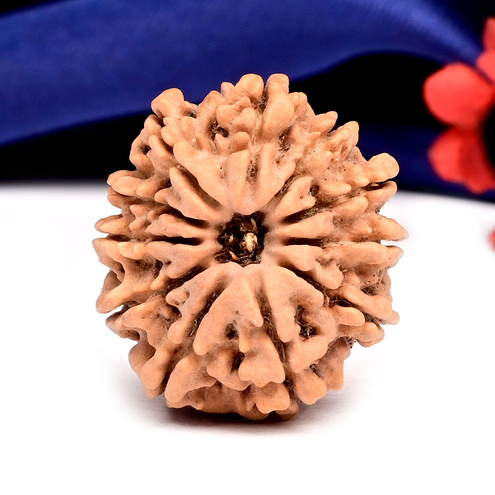 11 Mukhi from Nepal - CCCXXXI