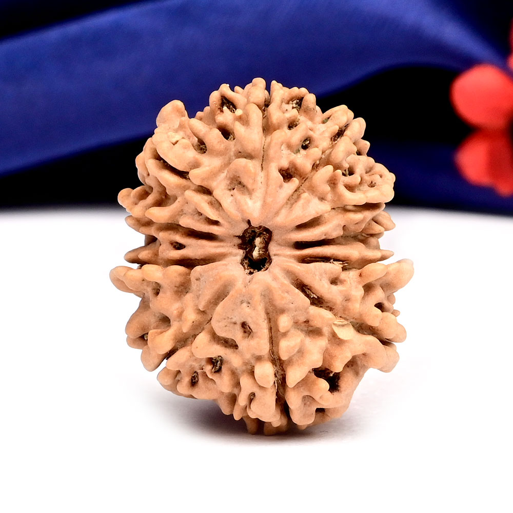 11 Mukhi from Nepal - CCCXXXII