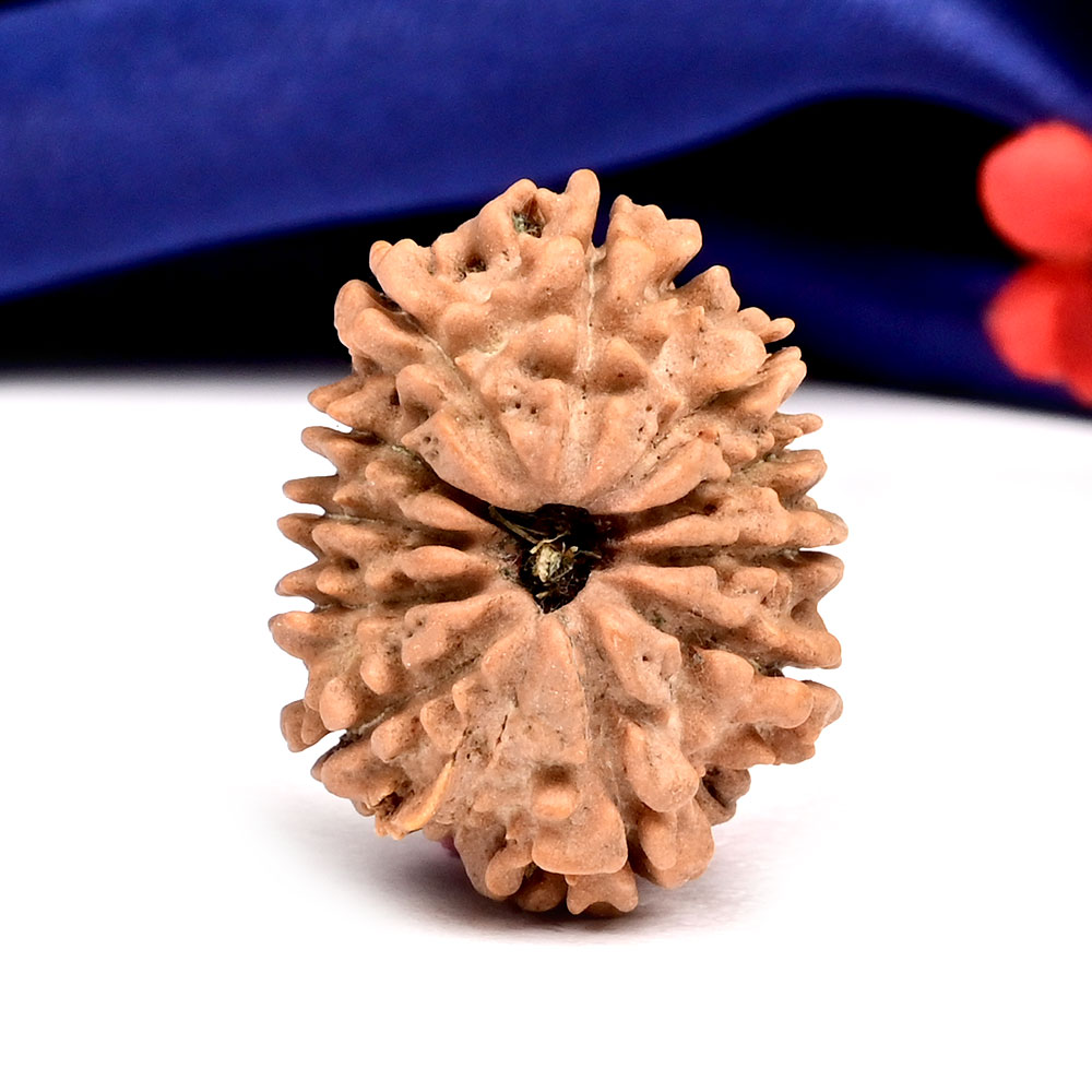 11 Mukhi from Nepal - CCCXXXIII