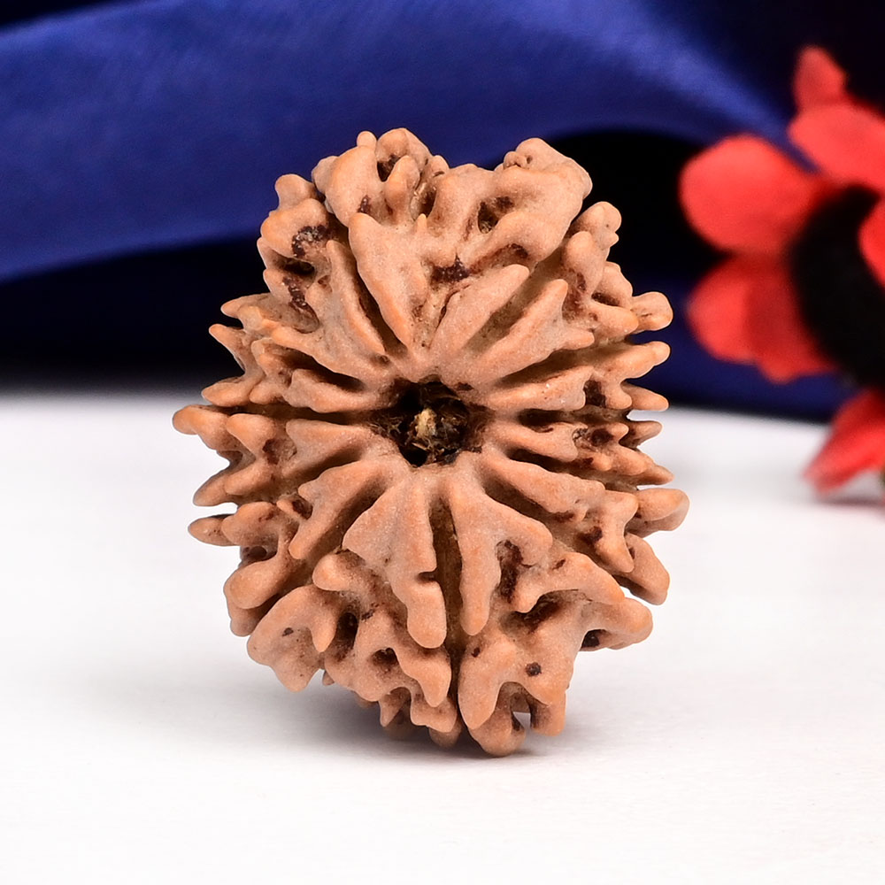 11 Mukhi from Nepal - CCCXXXVII