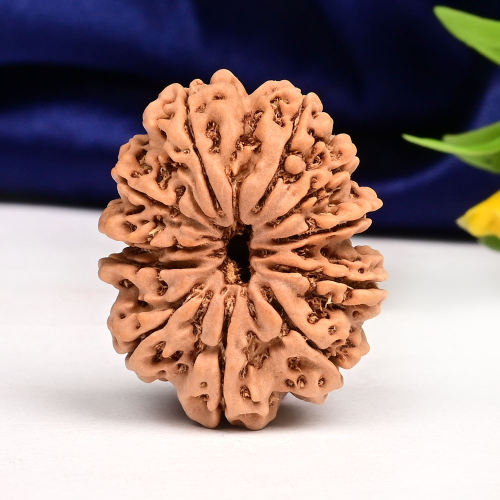 11 Mukhi from Nepal Large - LXXXVIII