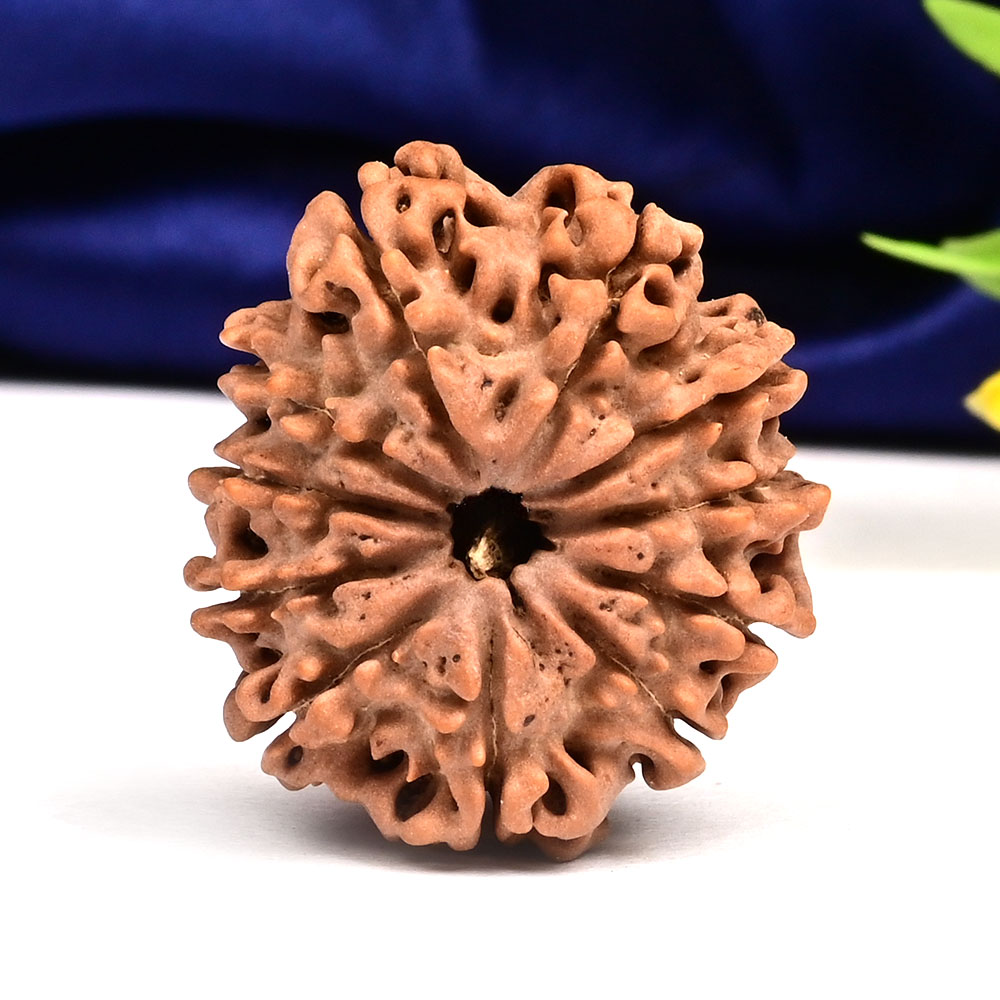 11 Mukhi from Nepal Large - LXXXIX