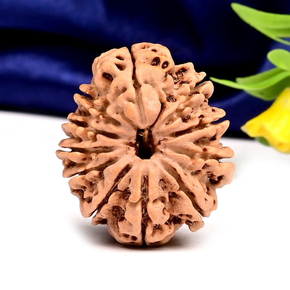 11 Mukhi from Nepal Large - XC