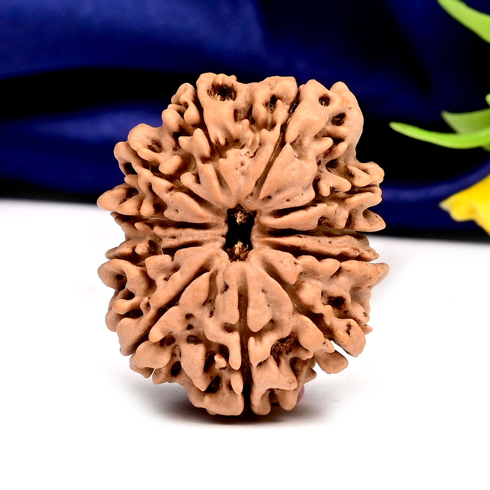 11 Mukhi from Nepal Large - XCI