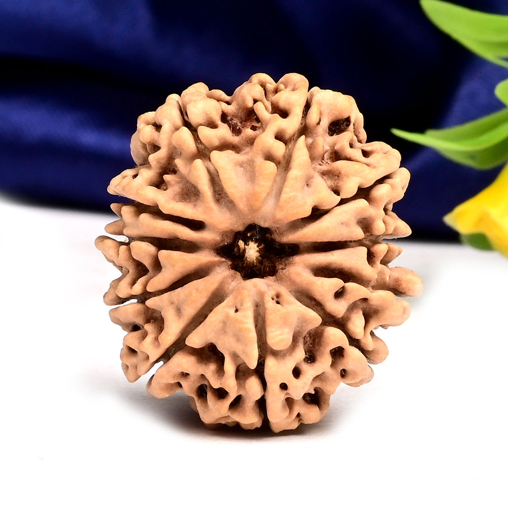 11 Mukhi from Nepal Large - XCII