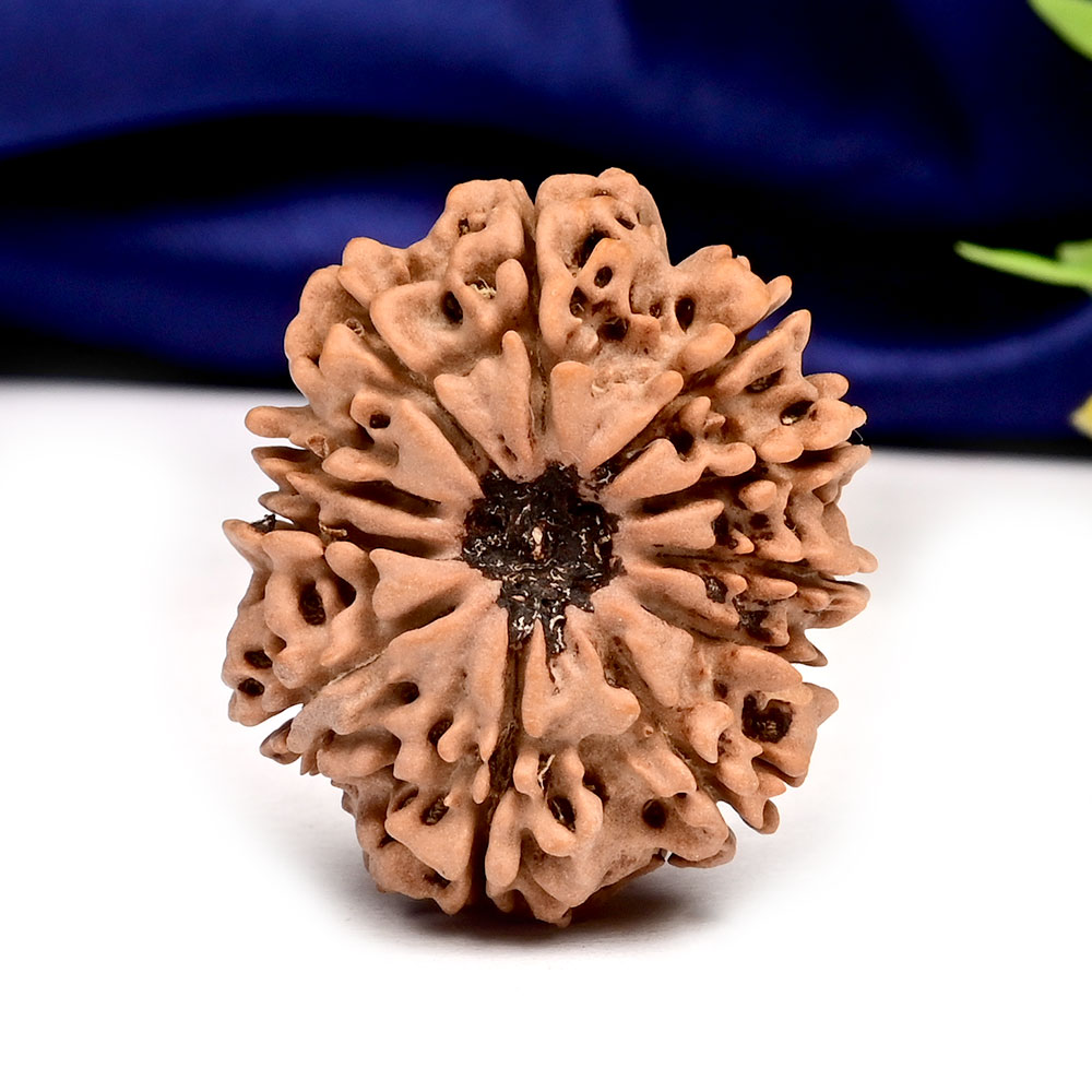 11 Mukhi from Nepal Large - XCIII