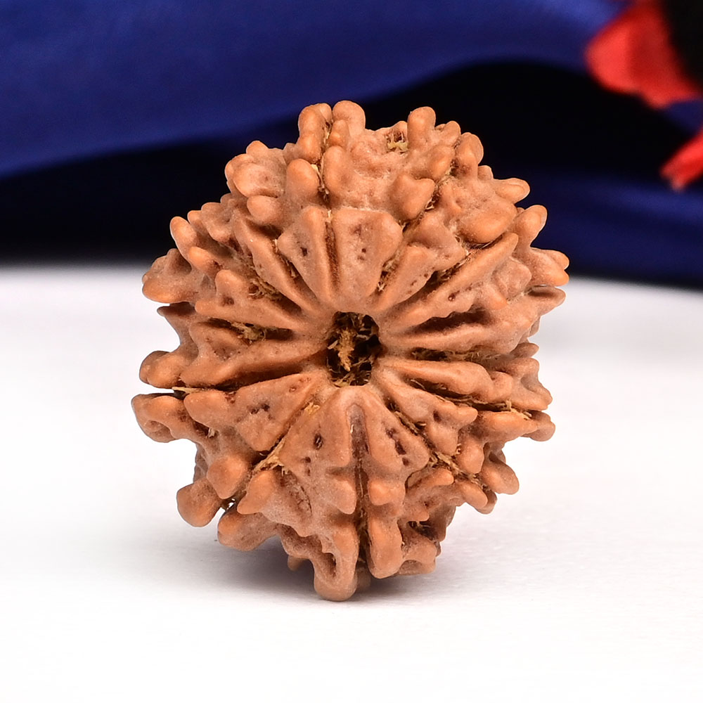13 Mukhi from Nepal Small - CCCLV