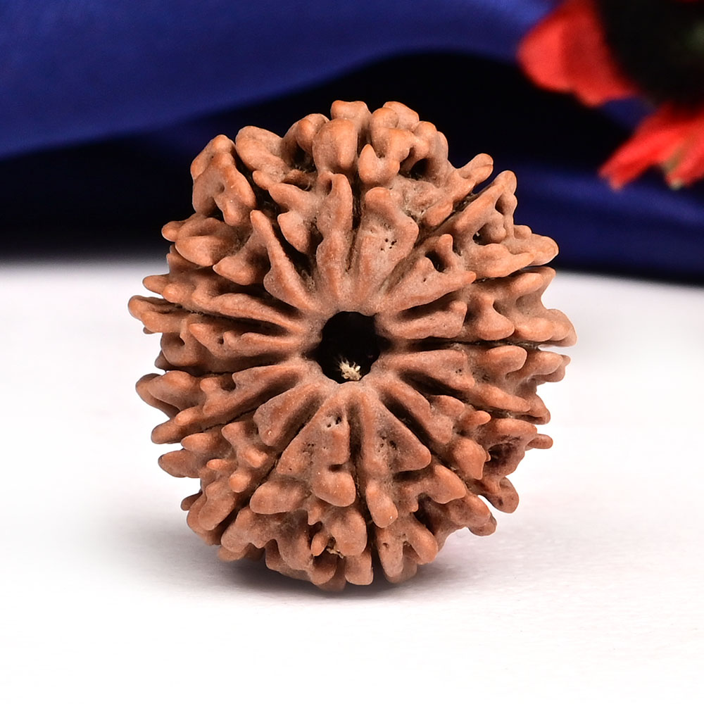 13 Mukhi from Nepal Small - CCCLVI