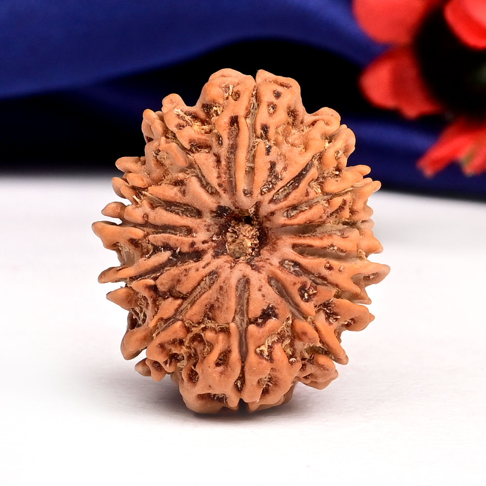 13 Mukhi from Nepal Small - CCCLVII