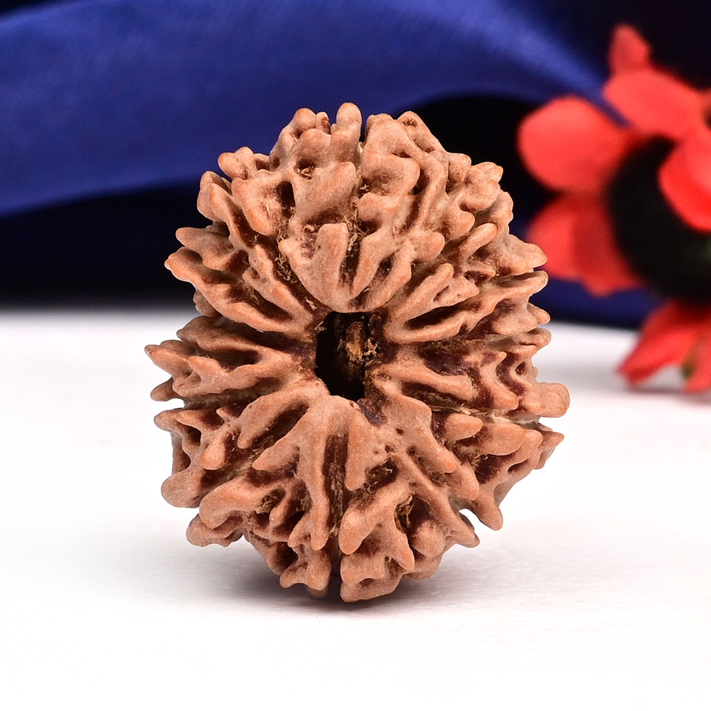 13 Mukhi from Nepal Small - CCCLIX