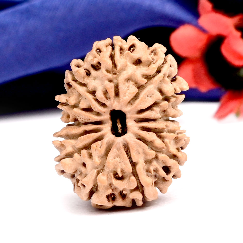 13 Mukhi from Nepal Small - CCCLX
