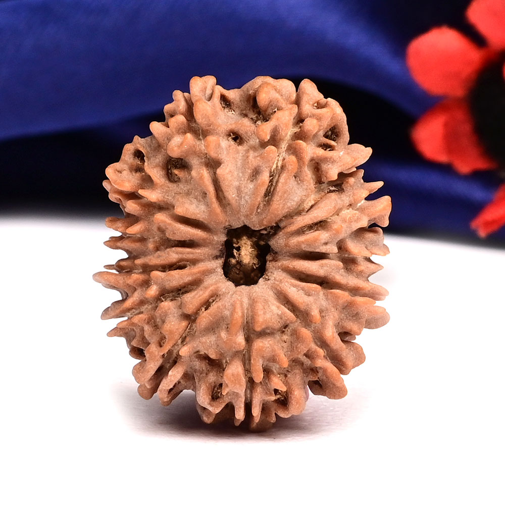 13 Mukhi from Nepal Small - CCCLXI