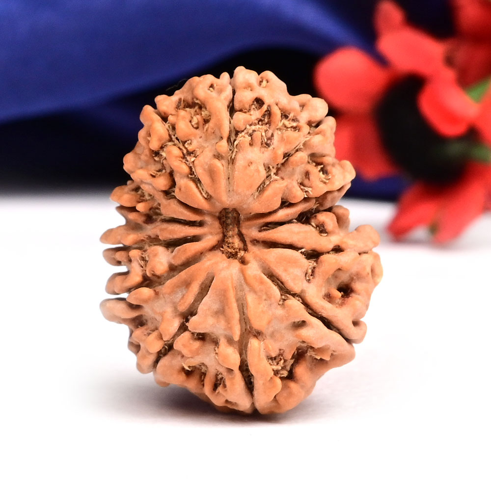 13 Mukhi from Nepal Small - CCCLXII