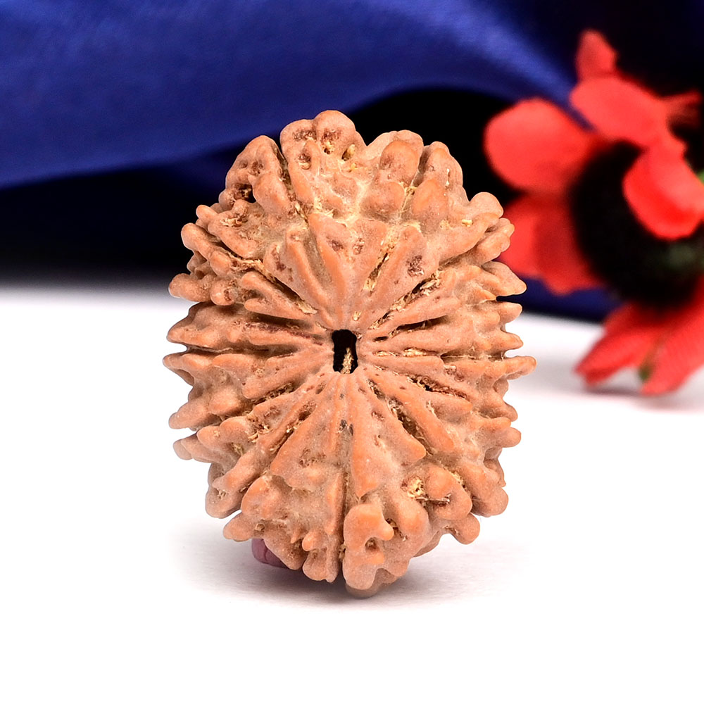 13 Mukhi from Nepal Small - CCCLXIII