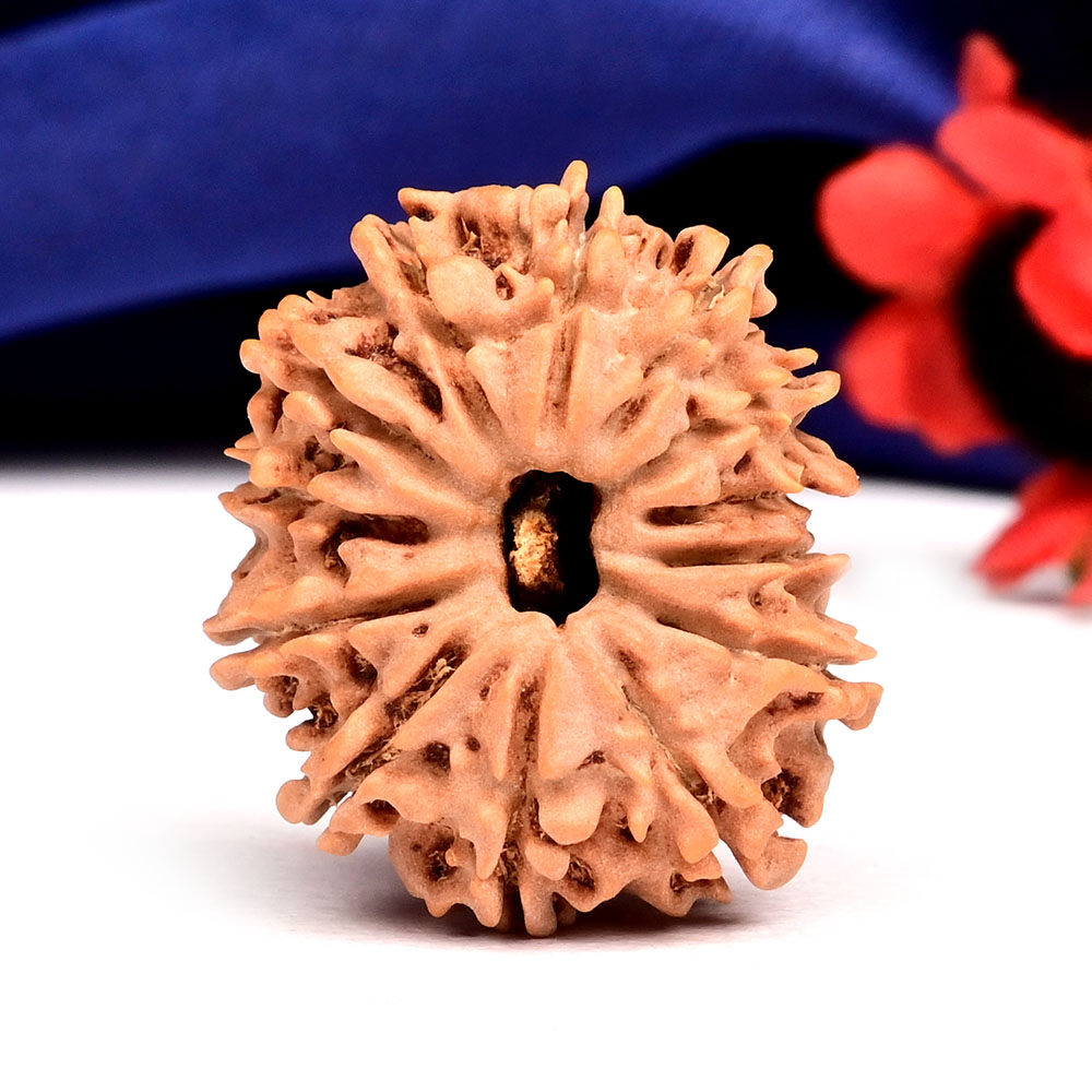 13 Mukhi from Nepal Small - CCCLXV