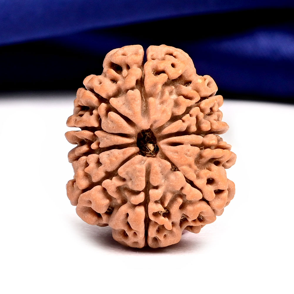 10 Mukhi from Nepal Small - CCXCVIII