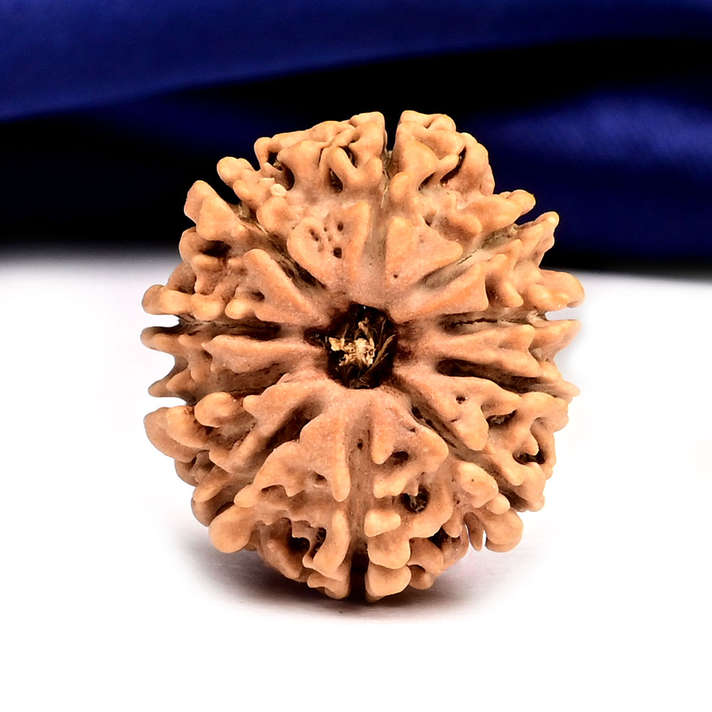 10 Mukhi from Nepal Small - CCXCIX