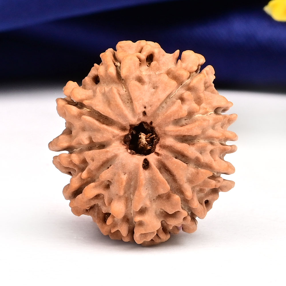 10 Mukhi from Nepal Small - CCCI