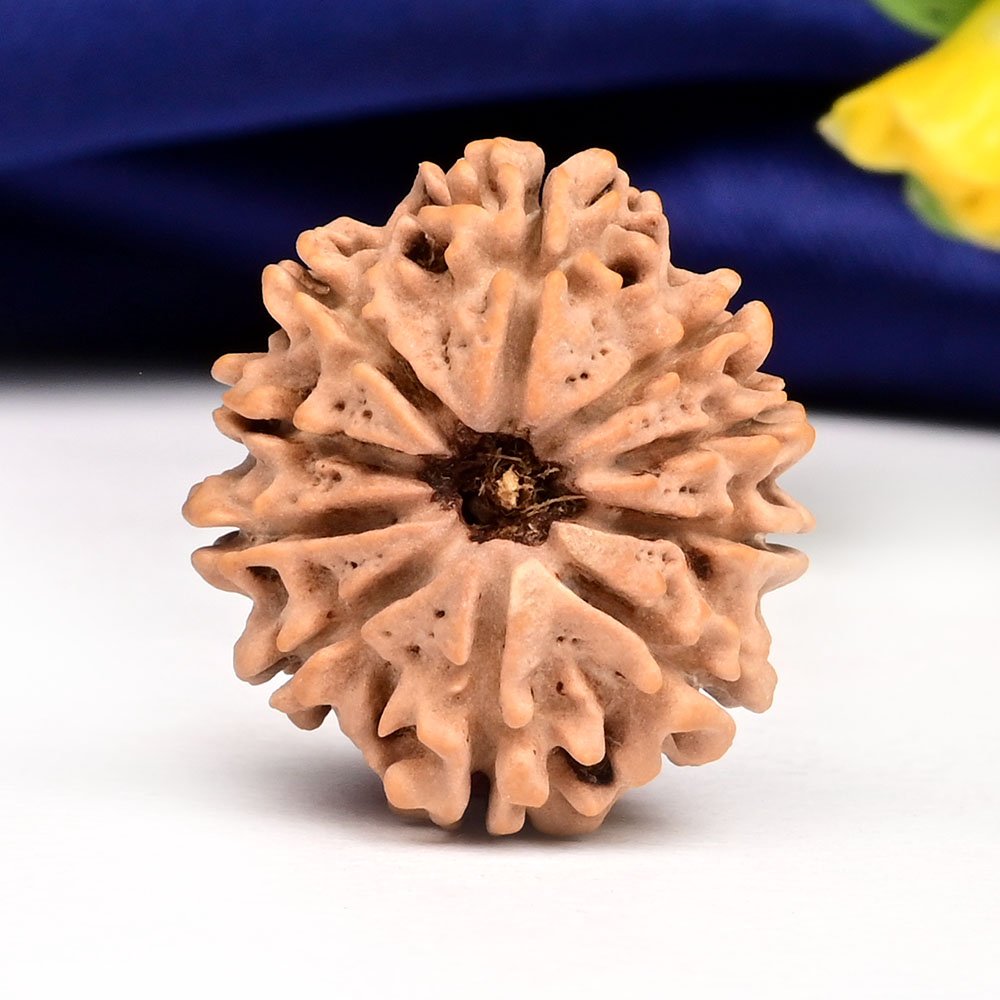 10 Mukhi from Nepal Small - CCCII