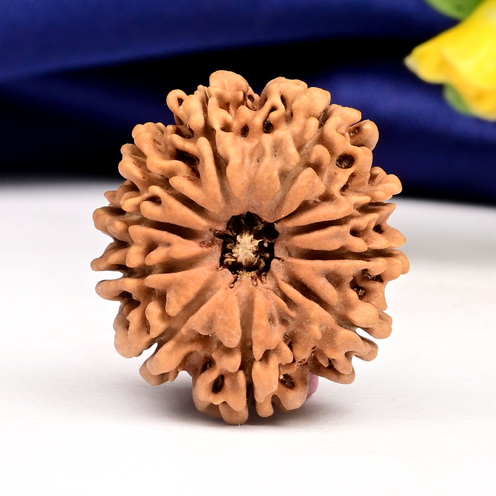 10 Mukhi from Nepal Small - CCCIV