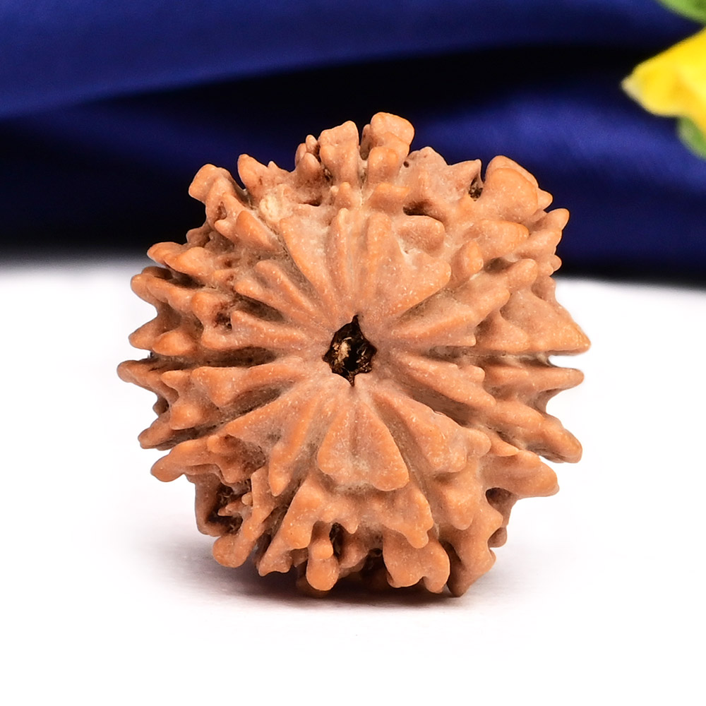 10 Mukhi from Nepal Small - CCCVI