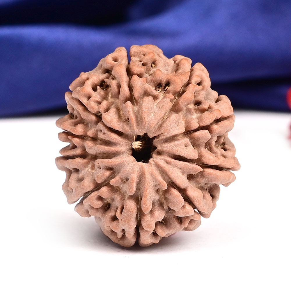 10 Mukhi from Nepal Large - CLXX