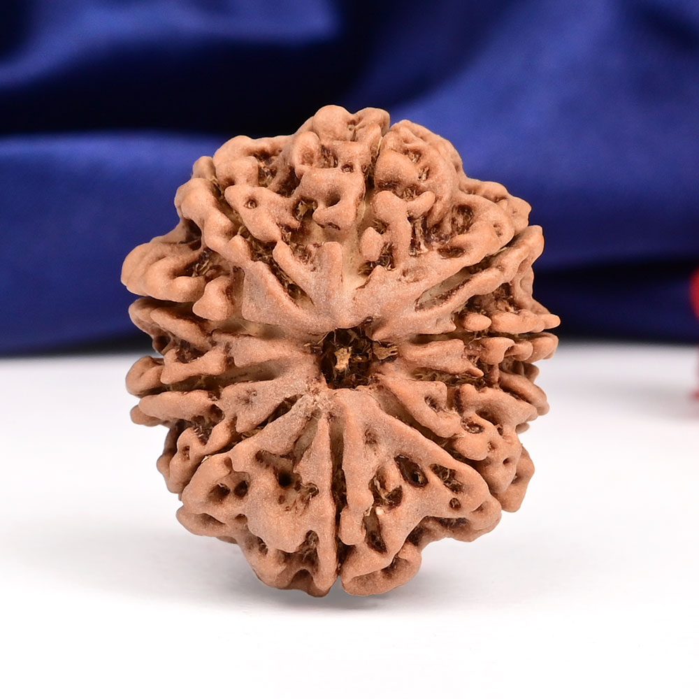 10 Mukhi from Nepal Large - CLXXI