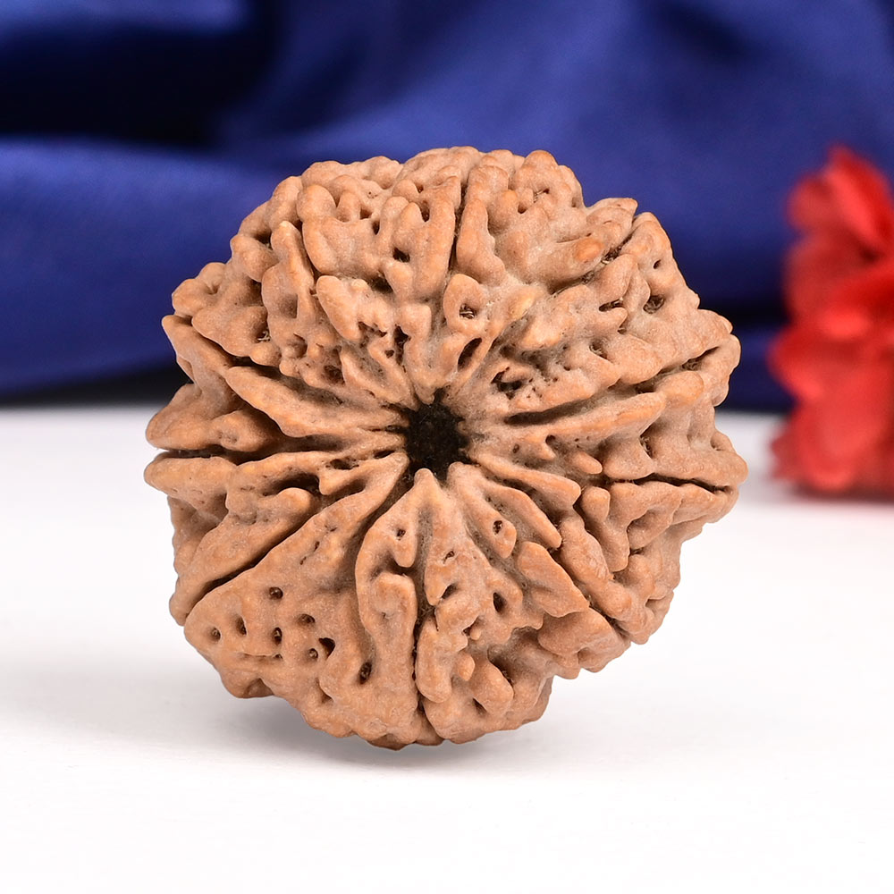 10 Mukhi from Nepal Large - CLXXII